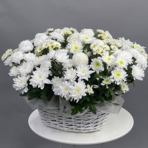 Композиция в корзине из микса хризантем в Черноголовке