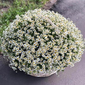 Композиция в корзине из 151 ромашки в Черноголовке