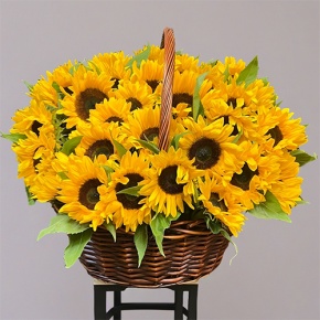Композиция в корзине из 51 подсолнуха в Черноголовке