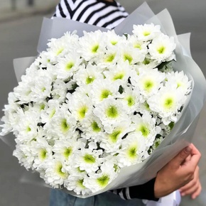 Букет "Лаймовый" из 15 кустовых хризантем в Черноголовке