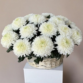 Композиция в корзине из 25 хризантем Магнум в Черноголовке
