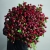 Монобукет из 75 кустовых роз Марун (70 см) в Черноголовке Монобукет из 75 кустовых роз Марун (70 см) в Черноголовке