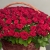 Композиция в корзине из 151 красной розы в Черноголовке Композиция в корзине из 151 красной розы в Черноголовке