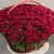 Композиция в корзине из 151 красной розы в Черноголовке Композиция в корзине из 151 красной розы в Черноголовке