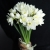 Букет из 25 нарциссов в Черноголовке Букет из 25 нарциссов в Черноголовке
